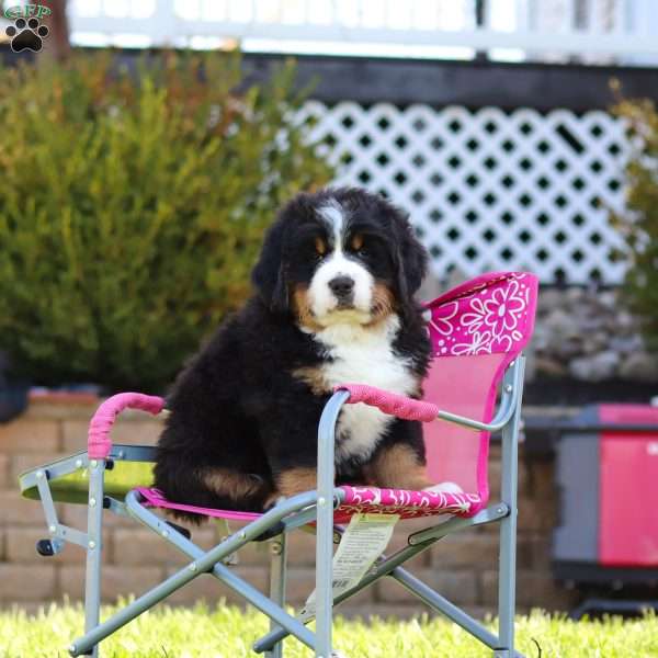 Drew, Bernese Mountain Dog Puppy